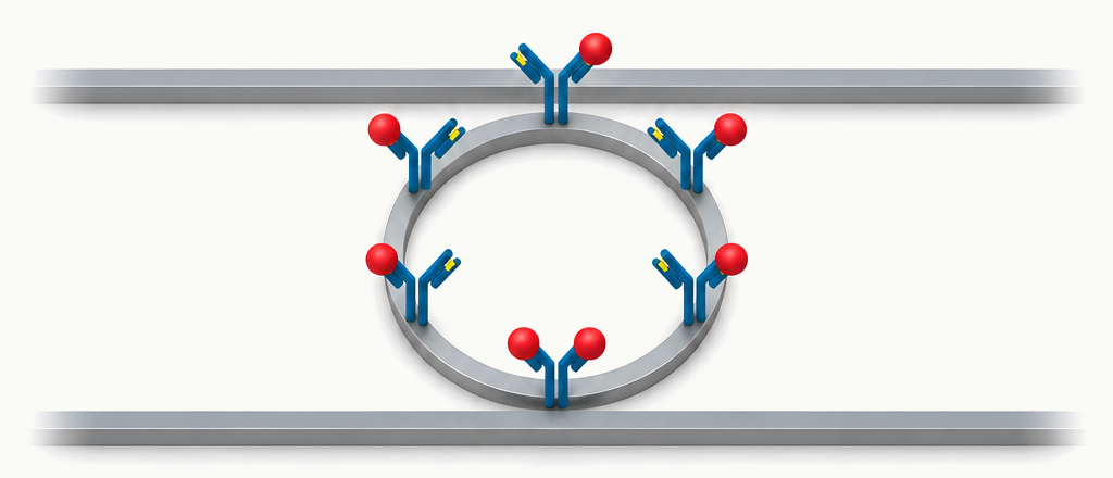 Functionalized optical ring with surface-anchored receptors and target molecules.